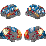 Functional Connectivity